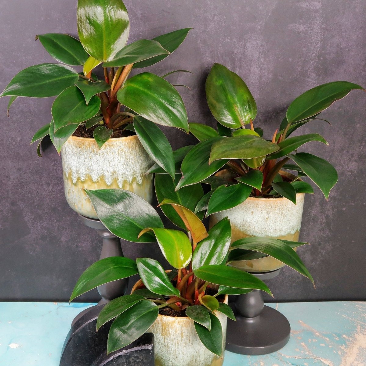 Philodendron Rojo Congo – lebhafte Rottönung