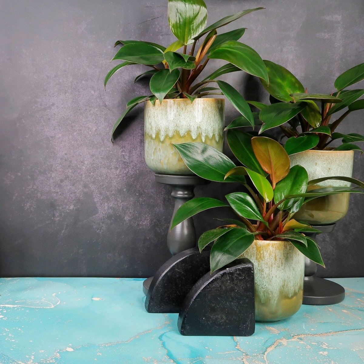 Philodendron Rojo Congo, robuste Zimmerpflanze