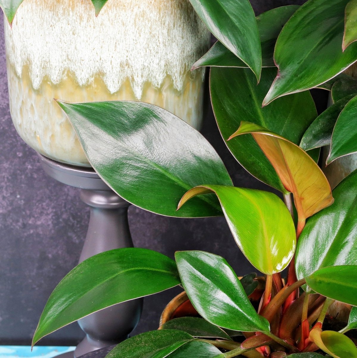Philodendron Rojo Congo – warme Ausstrahlung