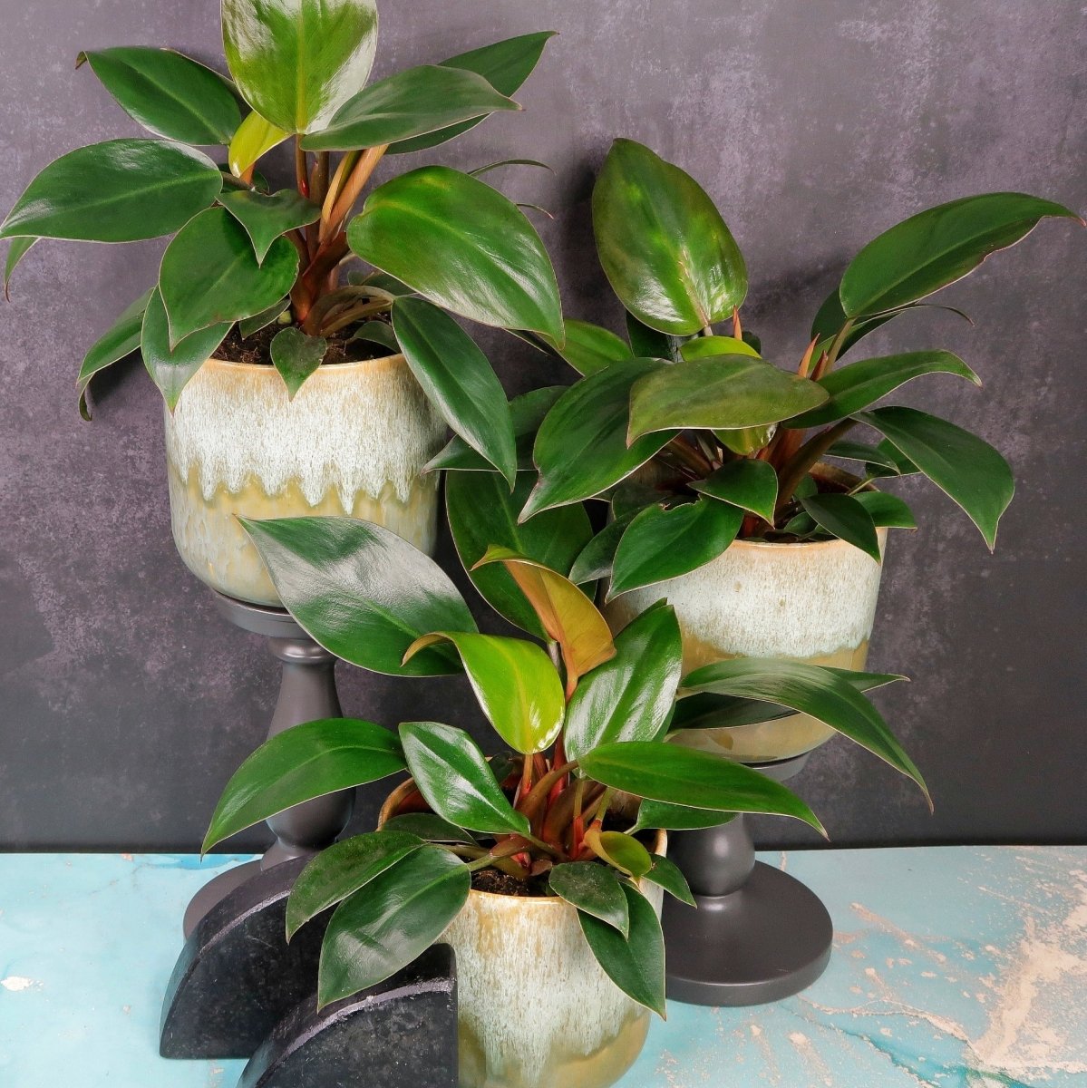 Philodendron Rojo Congo – burgunderroter Neuaustrieb über dunkelgrünem Laub – potflourri
