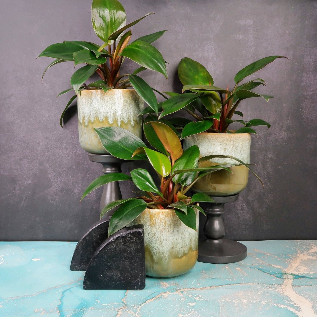 Philodendron Rojo Congo – Zimmerpflanze mit roter Farbgebung – potflourri