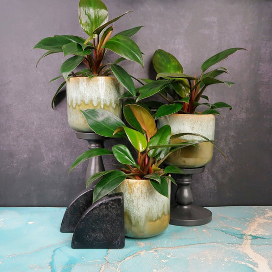 Philodendron Rojo Congo – Zimmerpflanze mit roter Farbgebung – potflourri