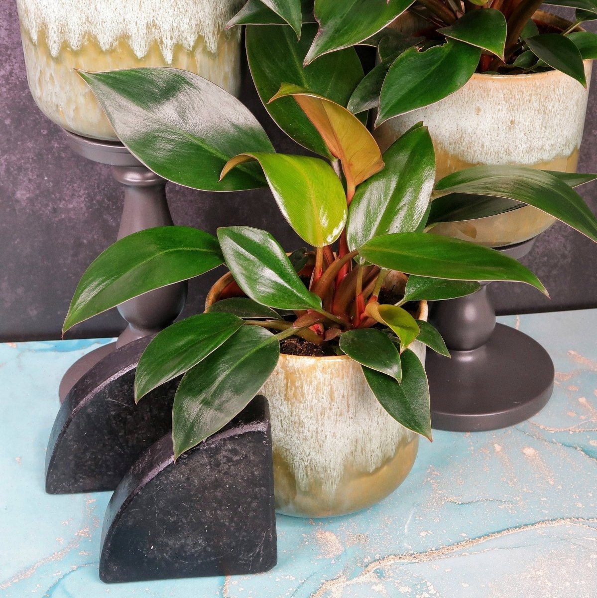 Philodendron Rojo Congo, glänzende Blätter