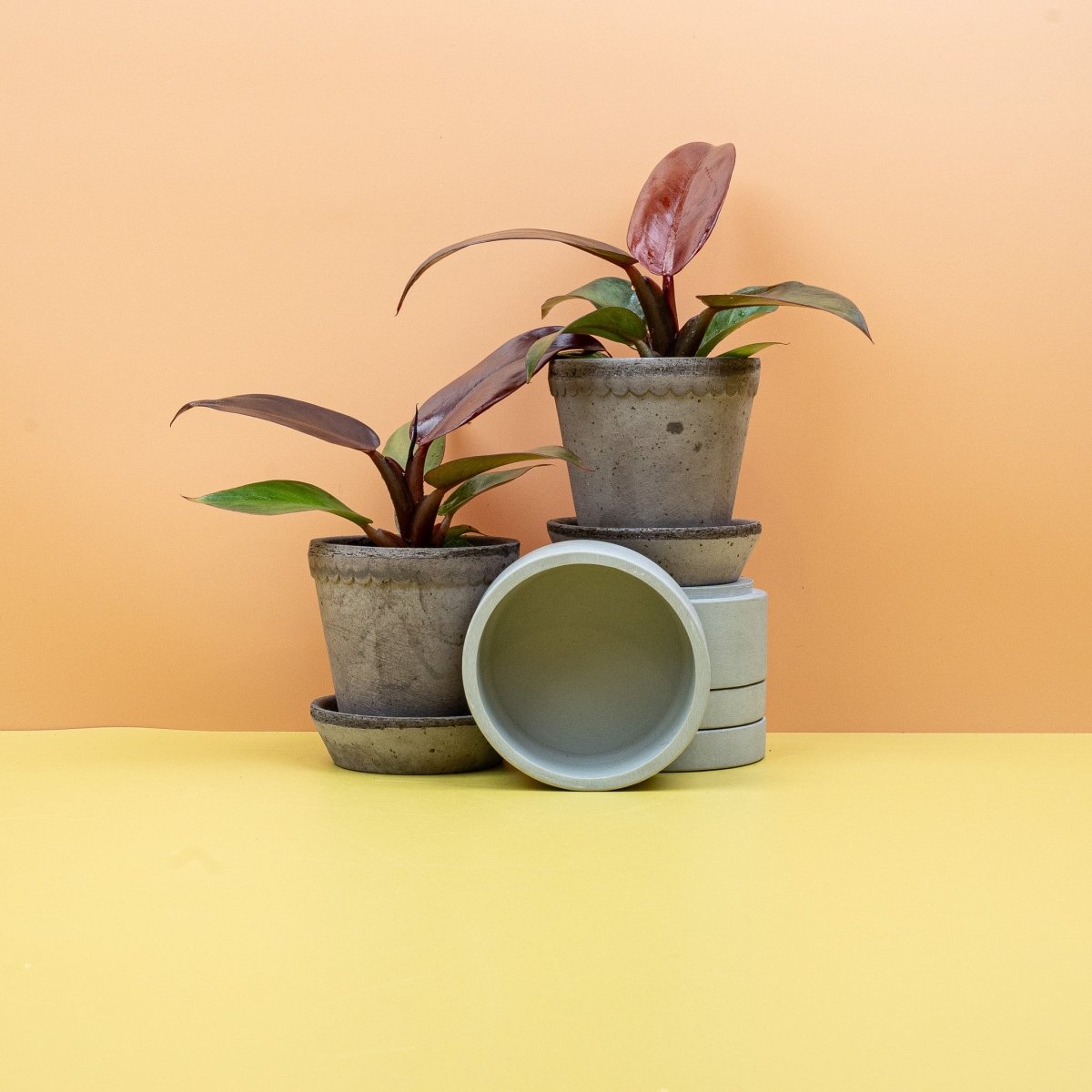 Philodendron Red Sun – Ansicht 9