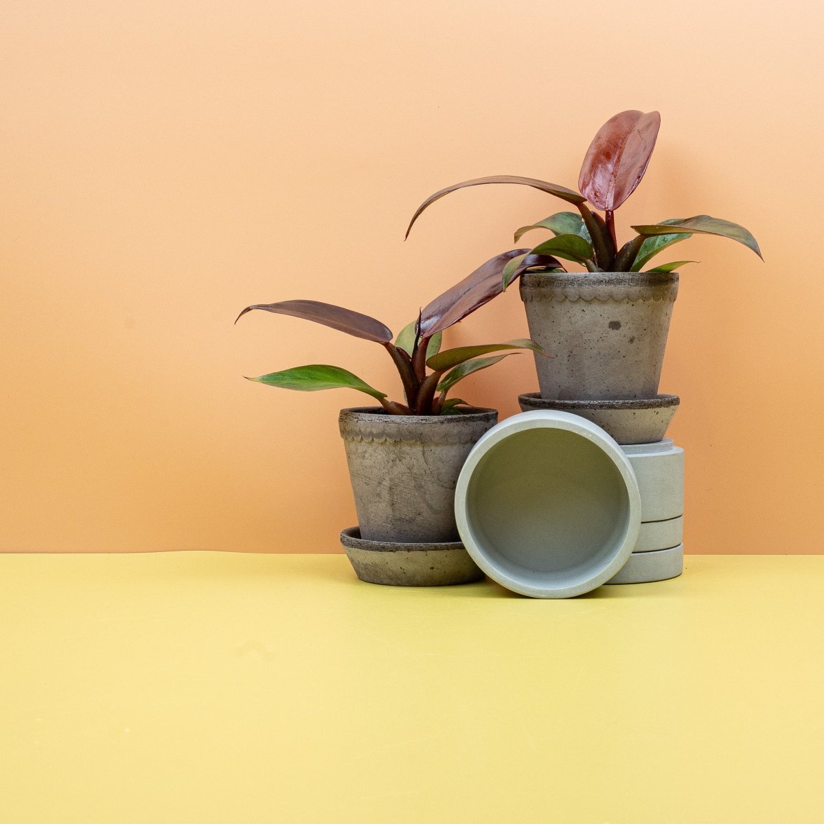 Philodendron Red Sun – Ansicht 8