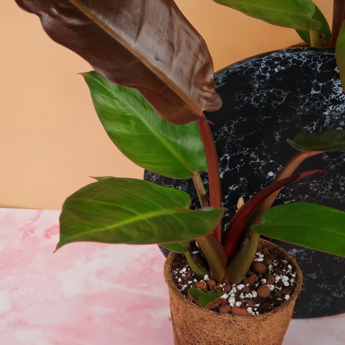 Philodendron Red Sun – breite, leicht glänzende Blätter