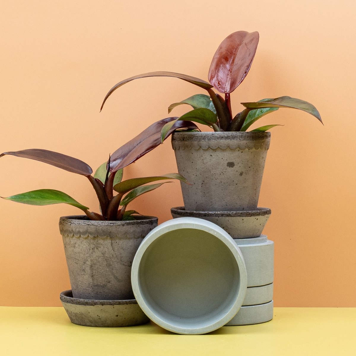 Philodendron Red Sun – Ansicht 10