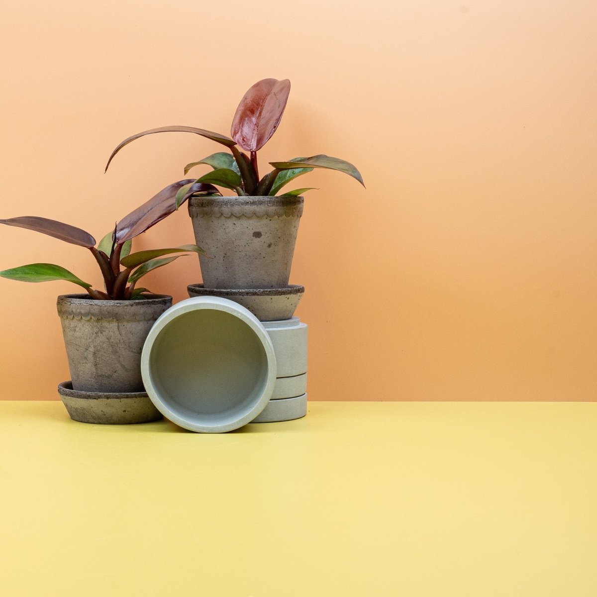 Philodendron Red Sun – Ansicht 7