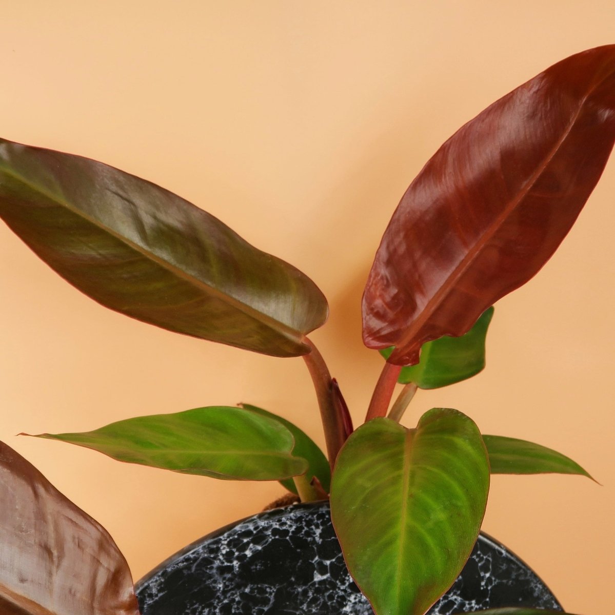 Kompakter Wuchs bei Philodendron Red Sun