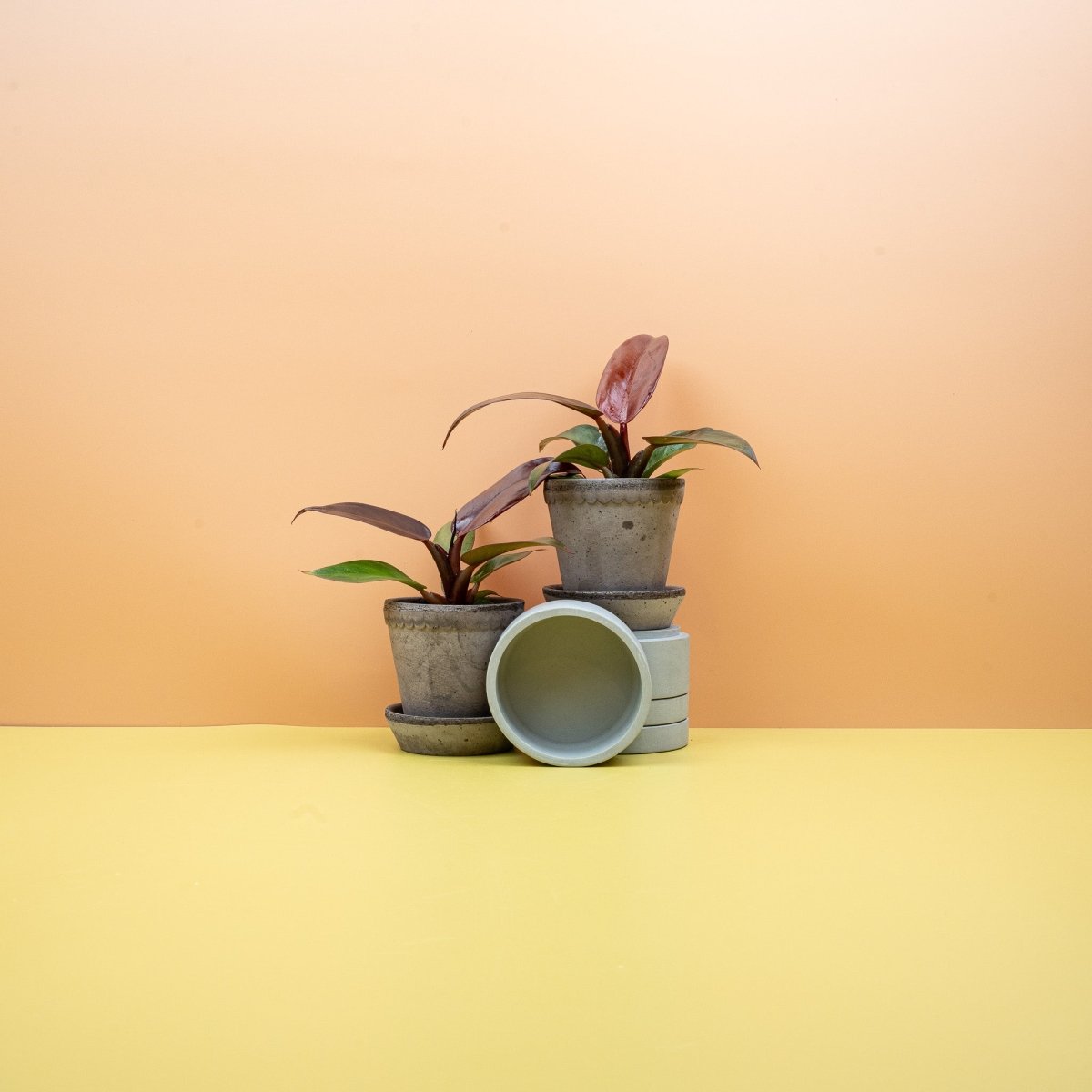 Philodendron Red Sun – mehrfarbiges Blattbild