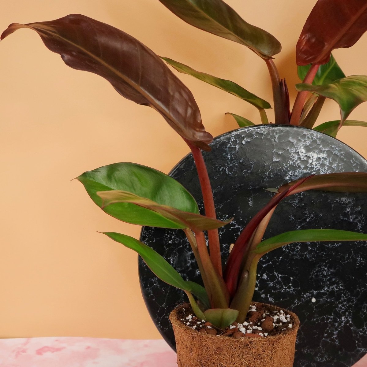 Philodendron Red Sun mit roten und orangefarbenen jungen Blättern