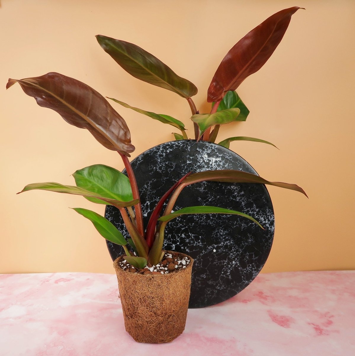 Philodendron Red Sun – Zimmerpflanze mit Farbverlauf – potflourri