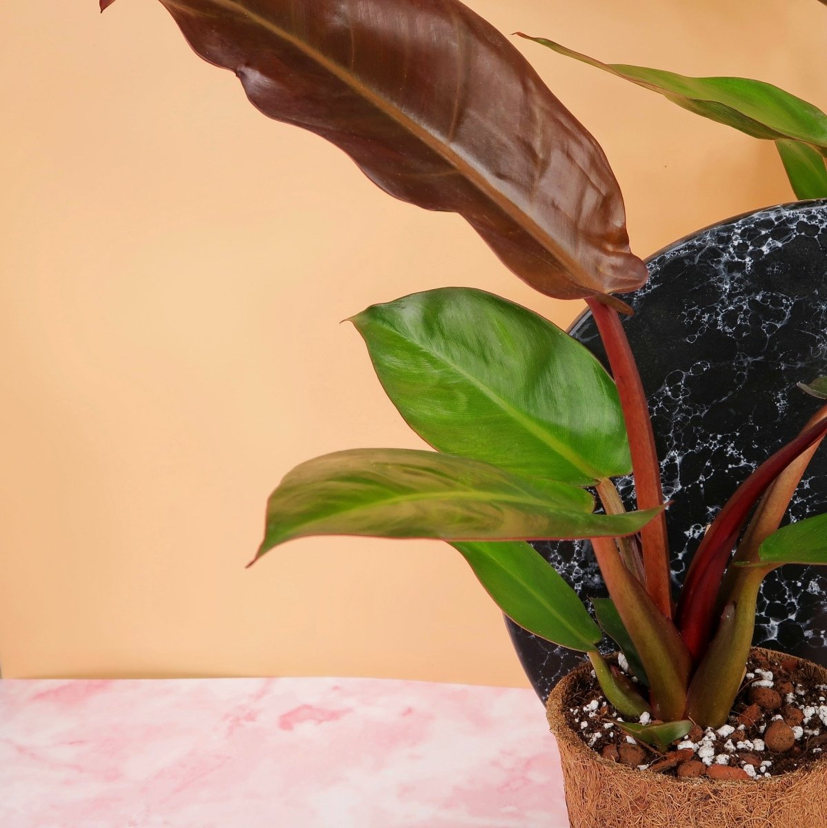 Philodendron Red Sun – Blätter wandeln sich zu sattem Grün