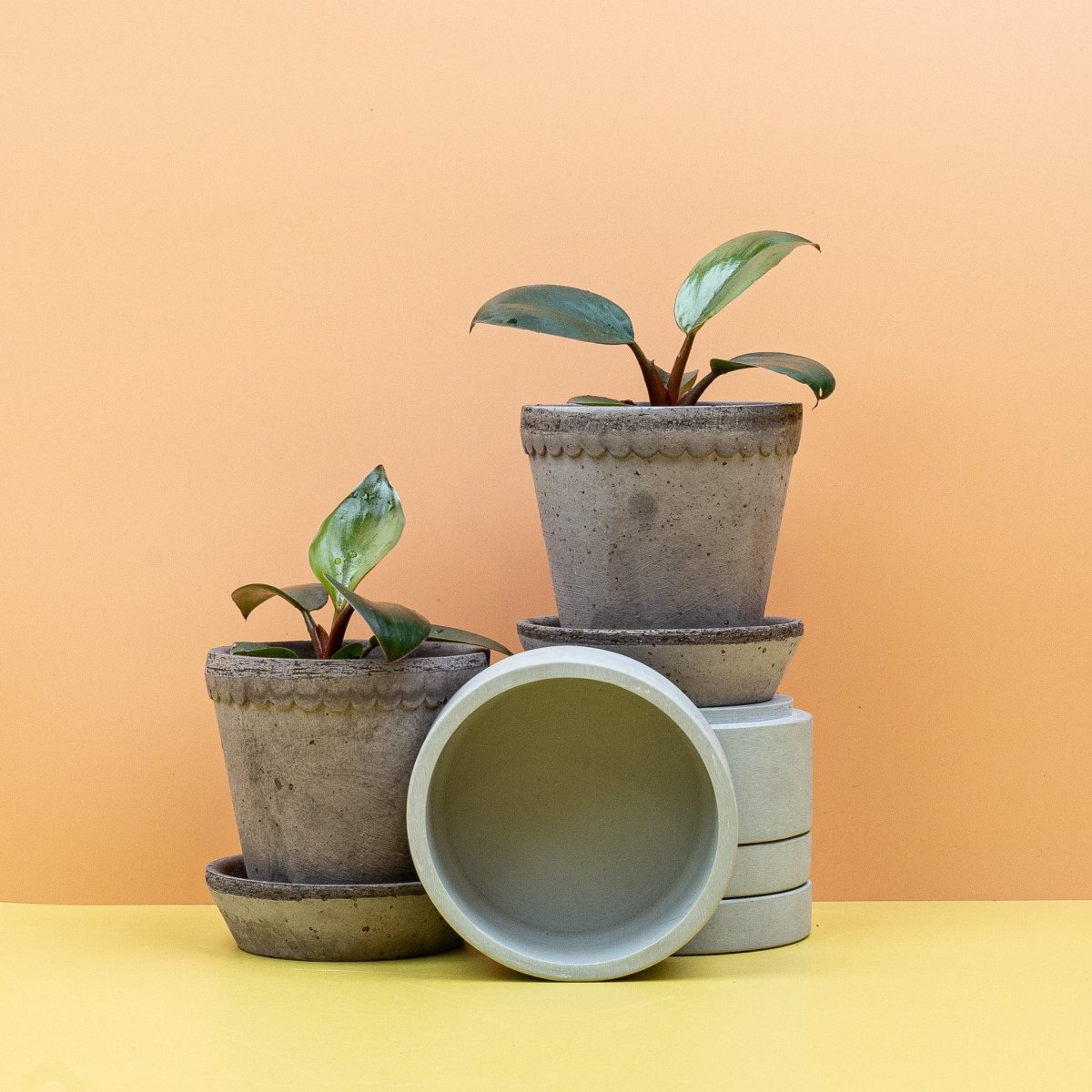 Philodendron Rojo Congo – rötliche Blattstiele und ledrige Blattspreiten – potflourri