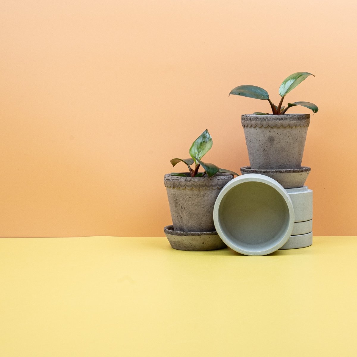 Philodendron Rojo Congo – Ansicht 12