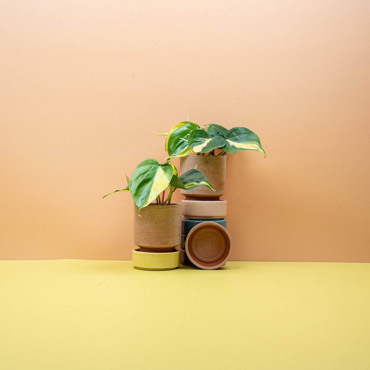 Philodendron Scandens Brasil, dichtes Blattwerk