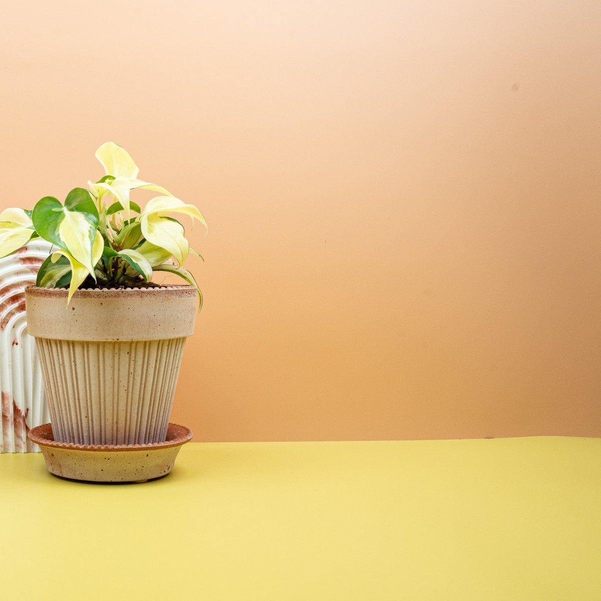 Philodendron Scandens Brasil als Kletterpflanze an Rankhilfe