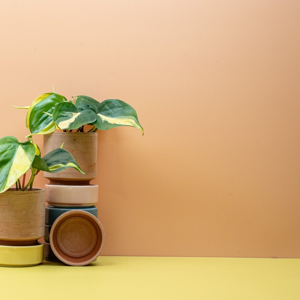 Philodendron Scandens Brasil – junger Austrieb mit gelbgrüner Zeichnung – potflourri