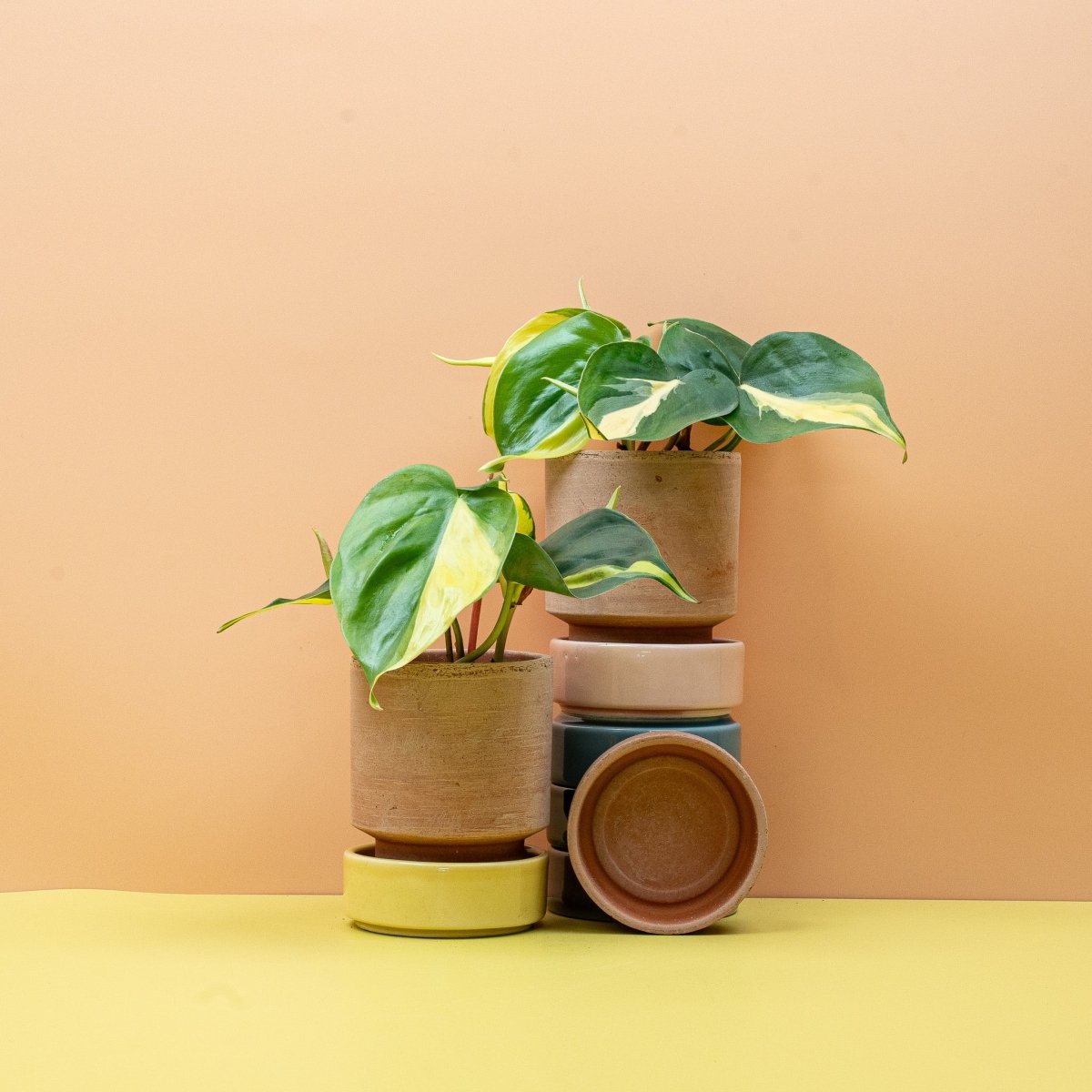 Philodendron Scandens Brasil – Zimmerpflanze im Kulturtopf – potflourri