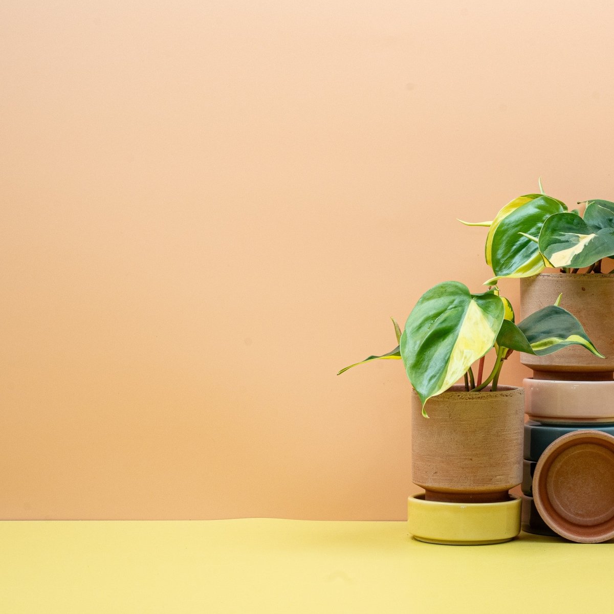 Philodendron Scandens Brasil – Philodendron hederaceum Brasil im Gesamtwuchs – potflourri