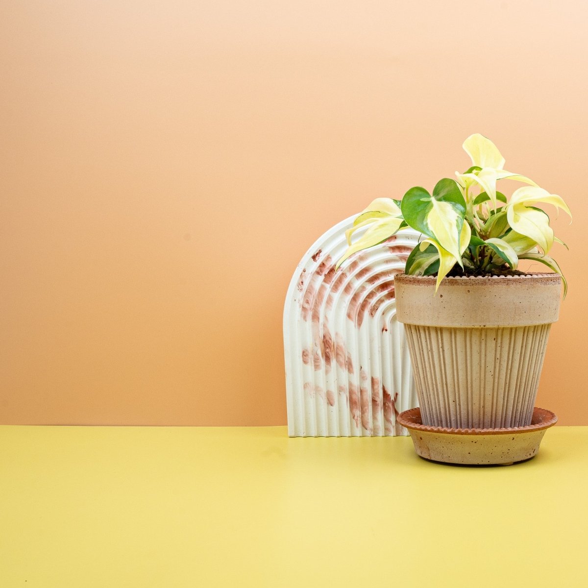 Philodendron Scandens Brasil, herzförmige Blätter