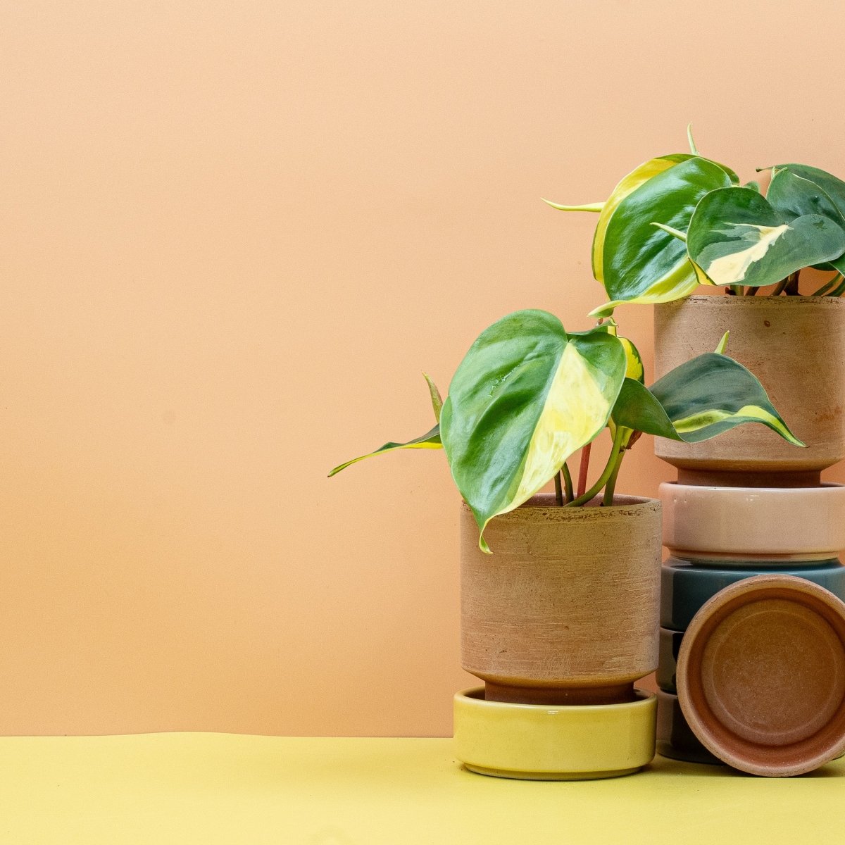 Philodendron Scandens Brasil – rankende Wuchsform mit langen Trieben – potflourri