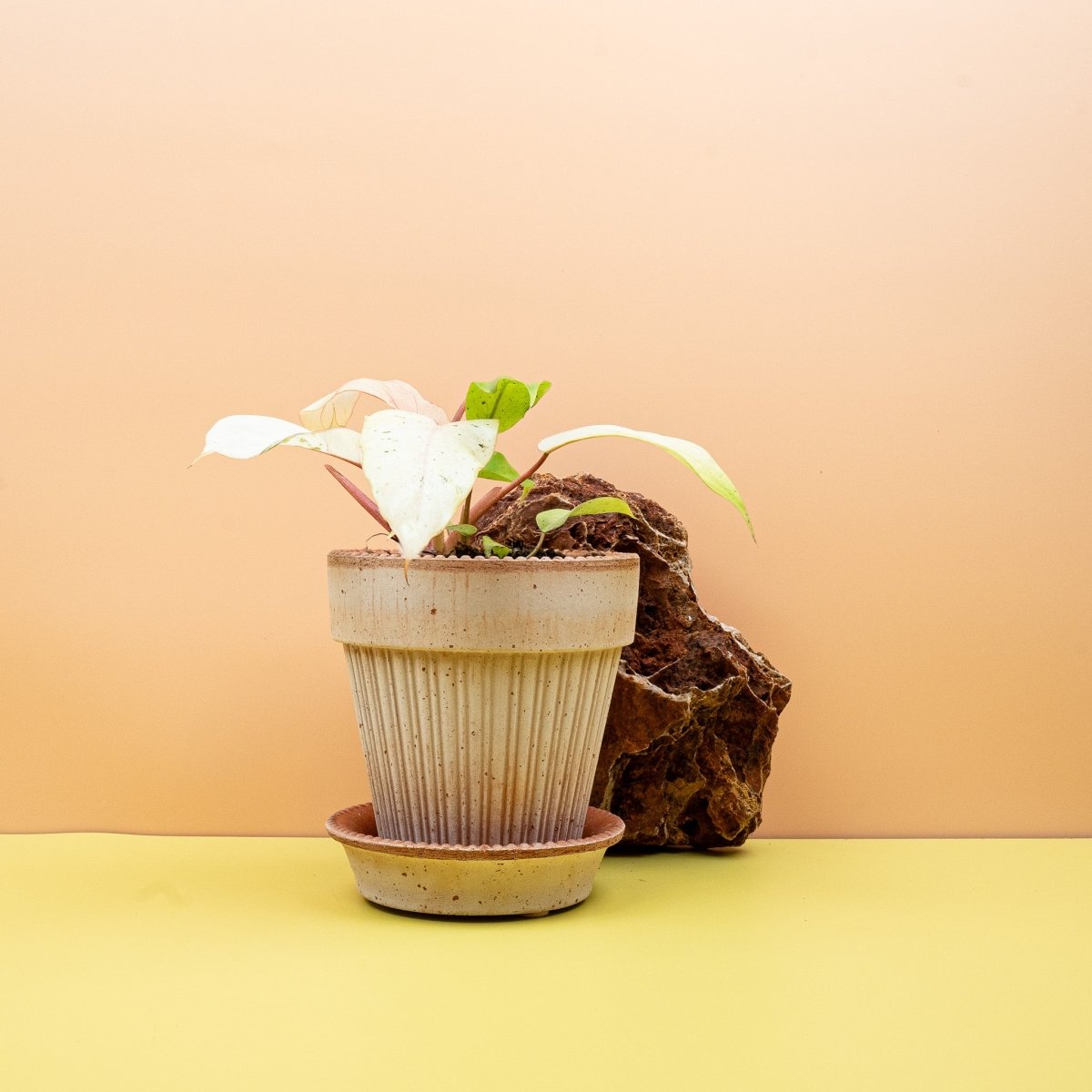 Philodendron Snowdrift mit gelben und minzgrünen Tönen