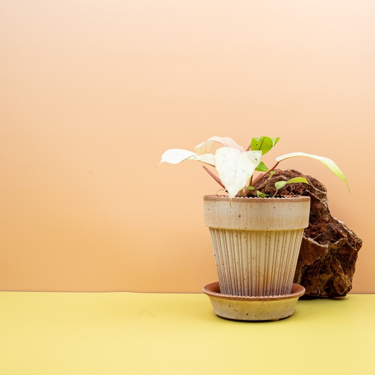 Philodendron Snowdrift, große dekorative Blätter