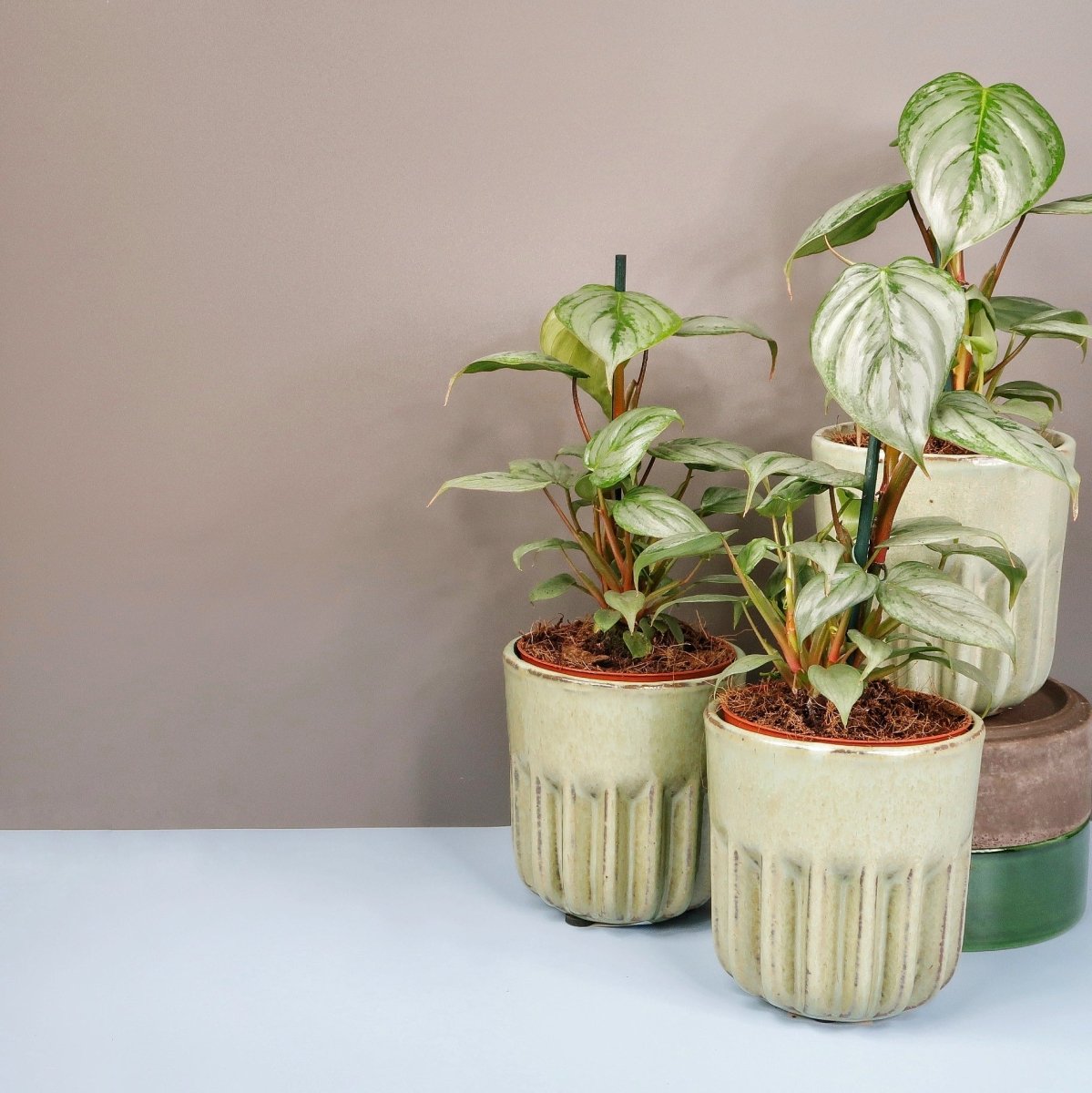 Philodendron Sodiroi, glänzende Blätter