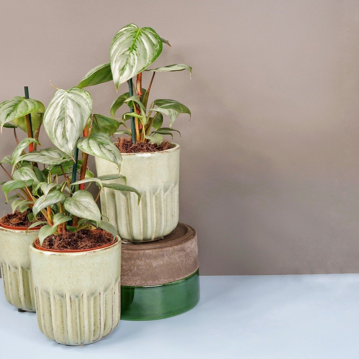 Philodendron Sodiroi – individuelle Blattmusterung