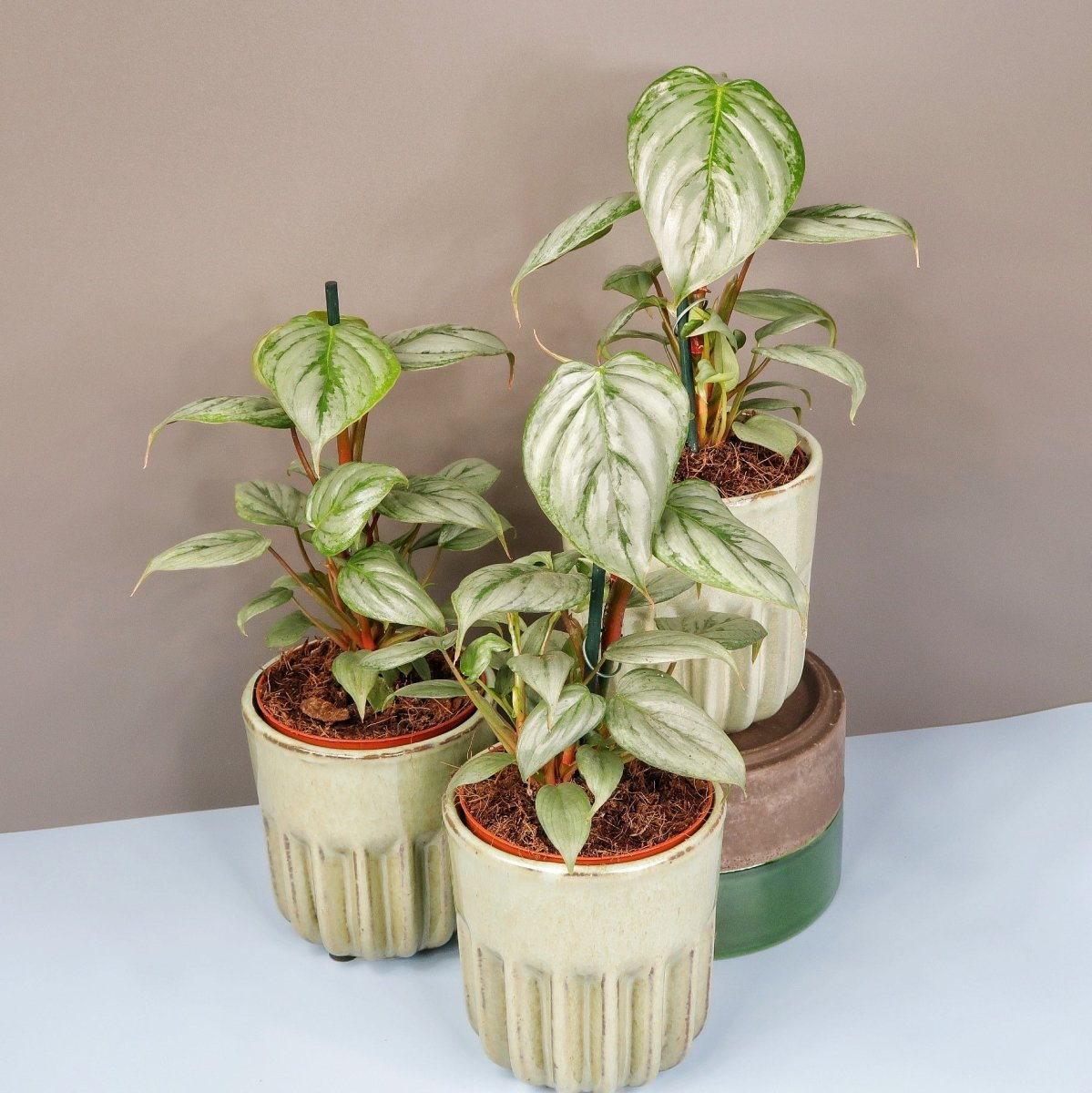 Philodendron Sodiroi – glänzende Eleganz