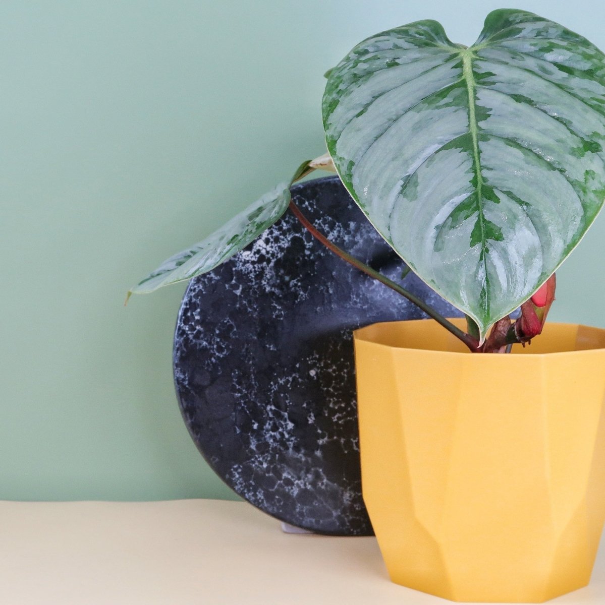 Philodendron Sodiroi – Ansicht 7