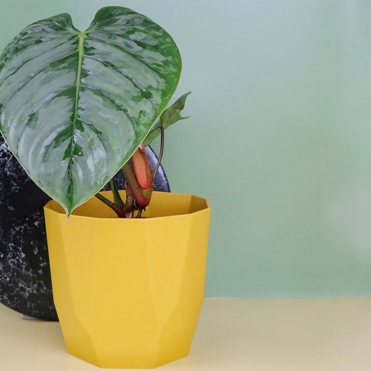 Philodendron Sodiroi – Ansicht 8