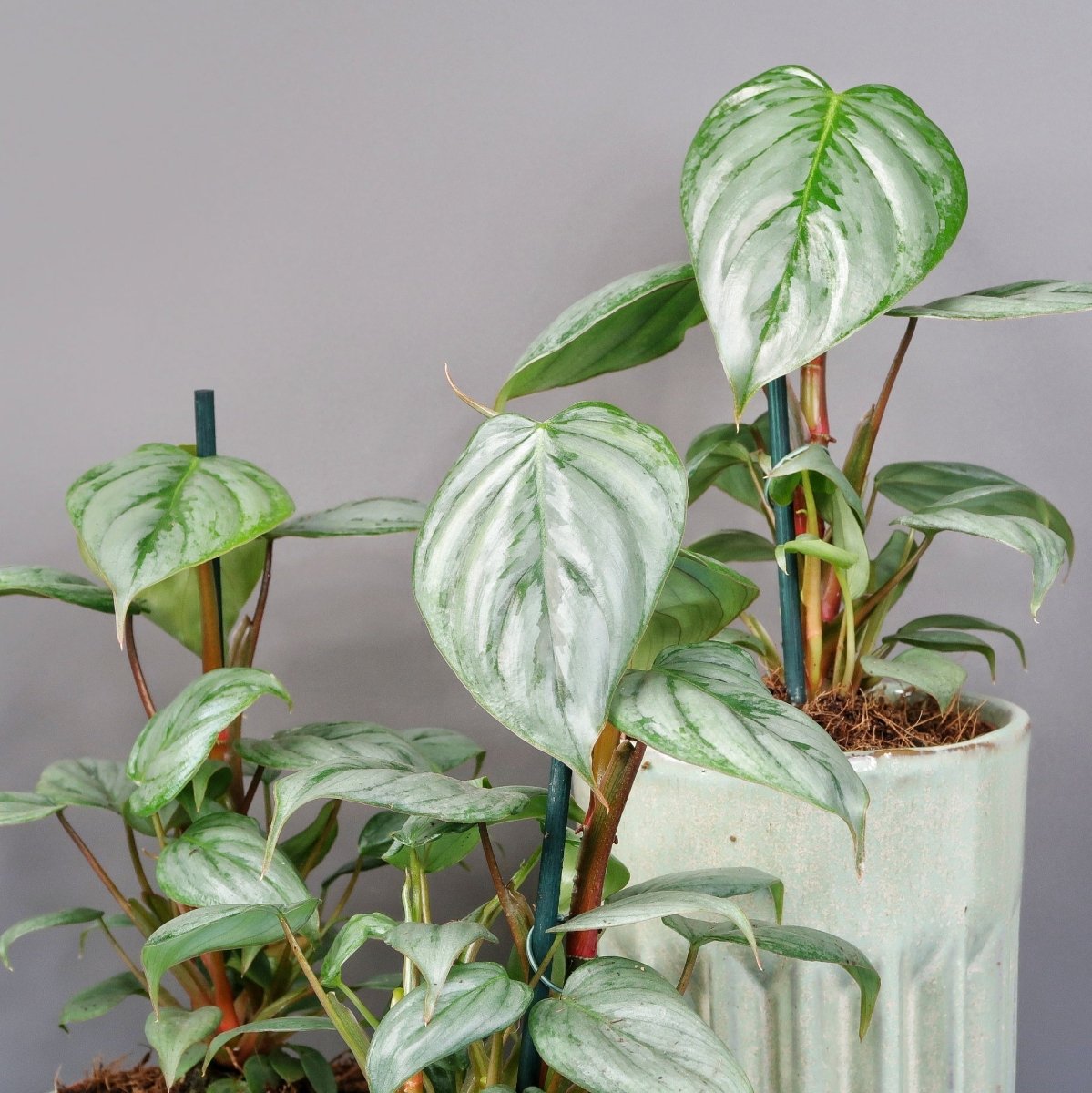Philodendron Sodiroi, exklusive Erscheinung