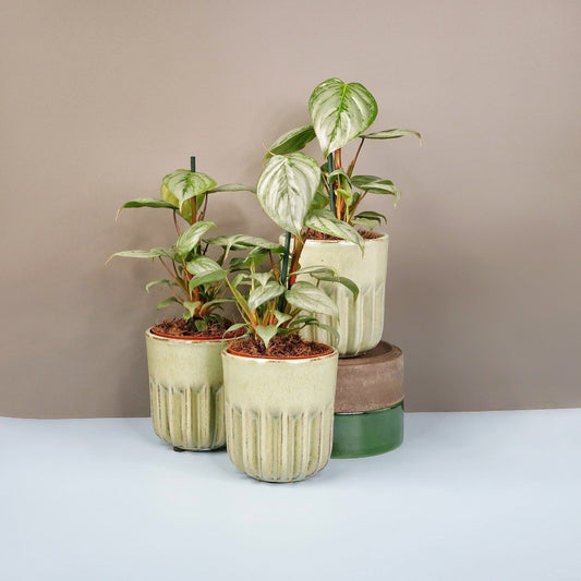 Philodendron Sodiroi – seltene Zimmerpflanze mit silbernem Muster – potflourri