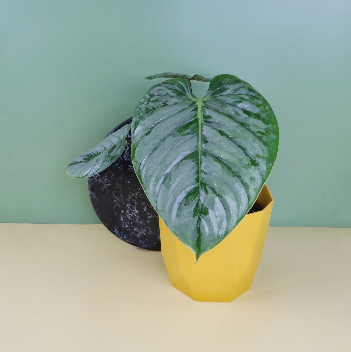 Philodendron Sodiroi – Ansicht 10