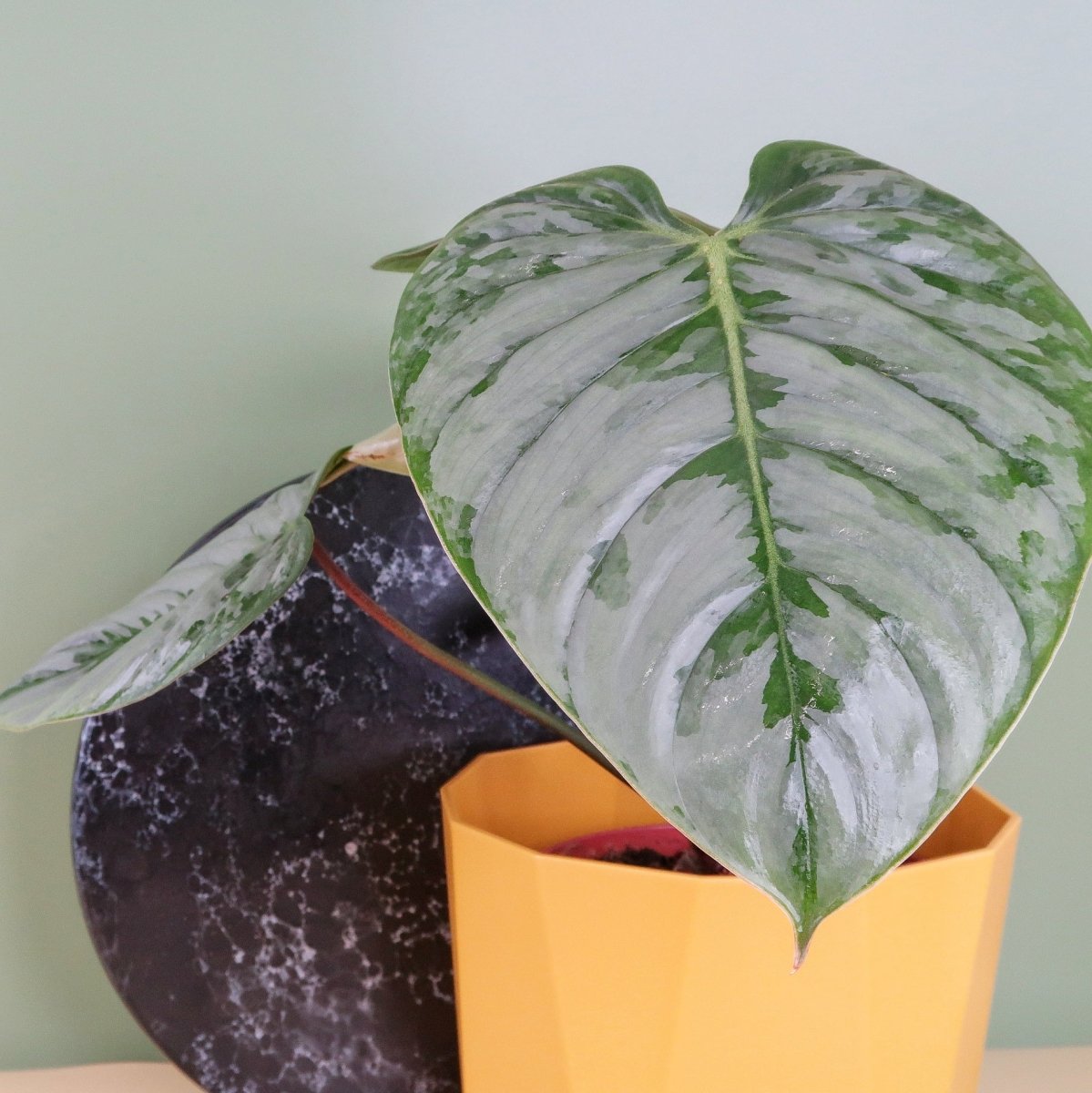 Philodendron Sodiroi – Ansicht 9