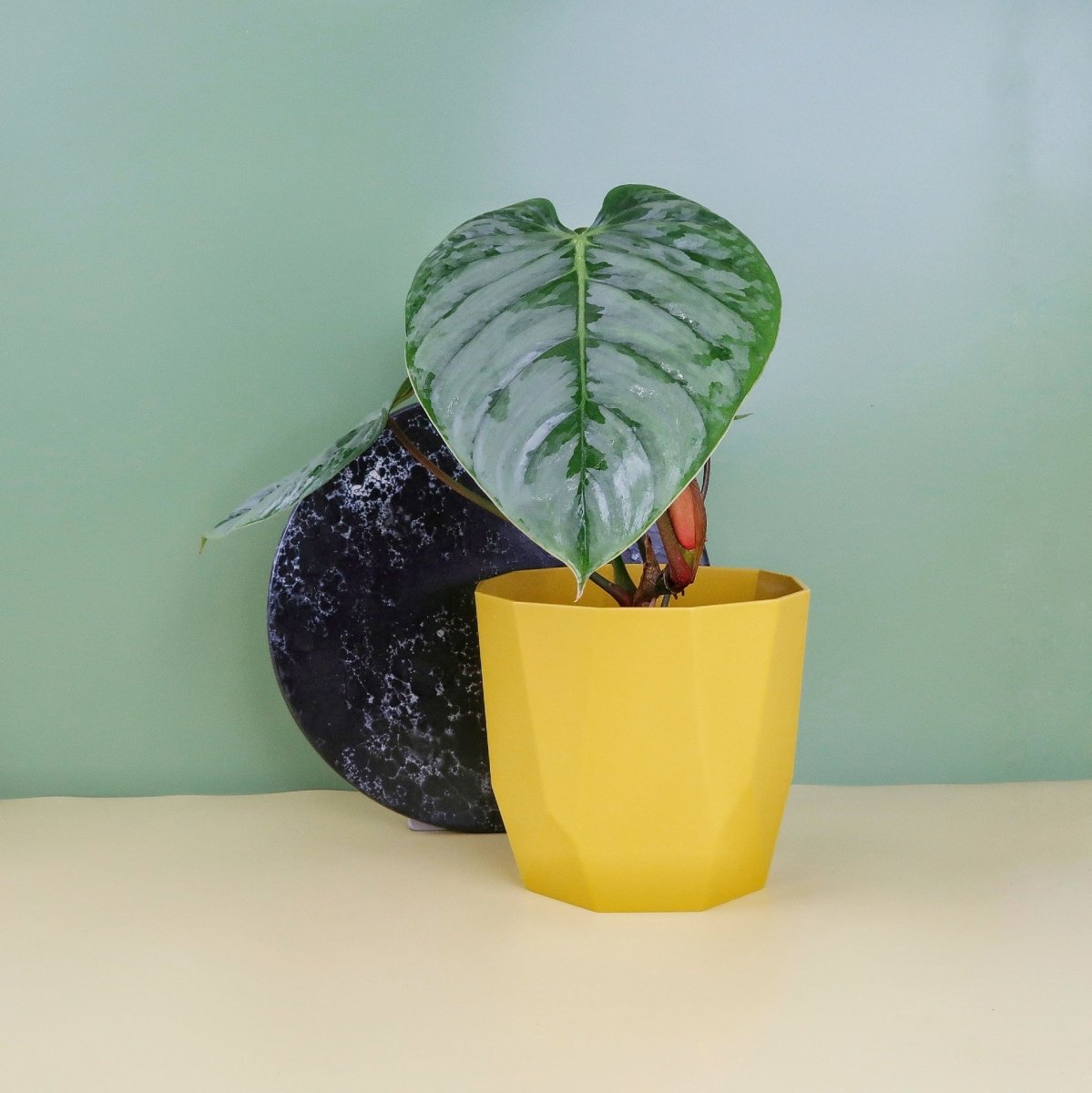 Philodendron Sodiroi – Ansicht 6