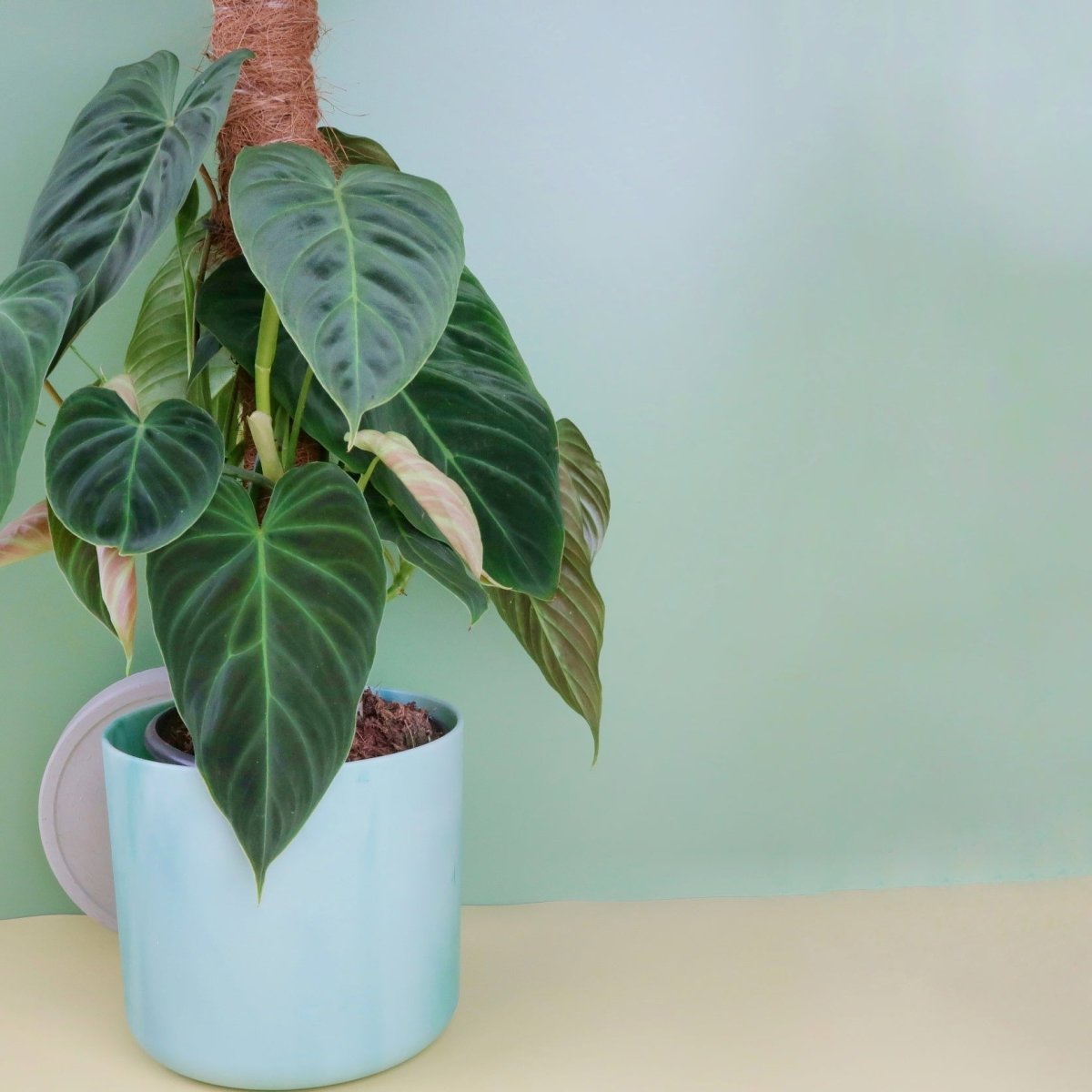 Philodendron Splendid, majestätische Ausstrahlung
