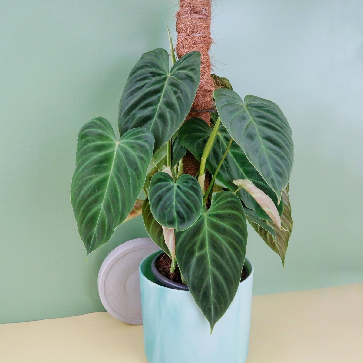 Philodendron Splendid, beeindruckende Blattstruktur