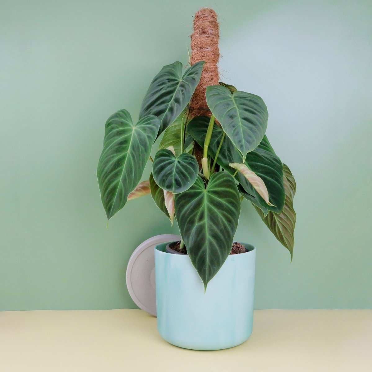 Philodendron Splendid – Zimmerpflanze mit großflächigen Blättern – potflourri