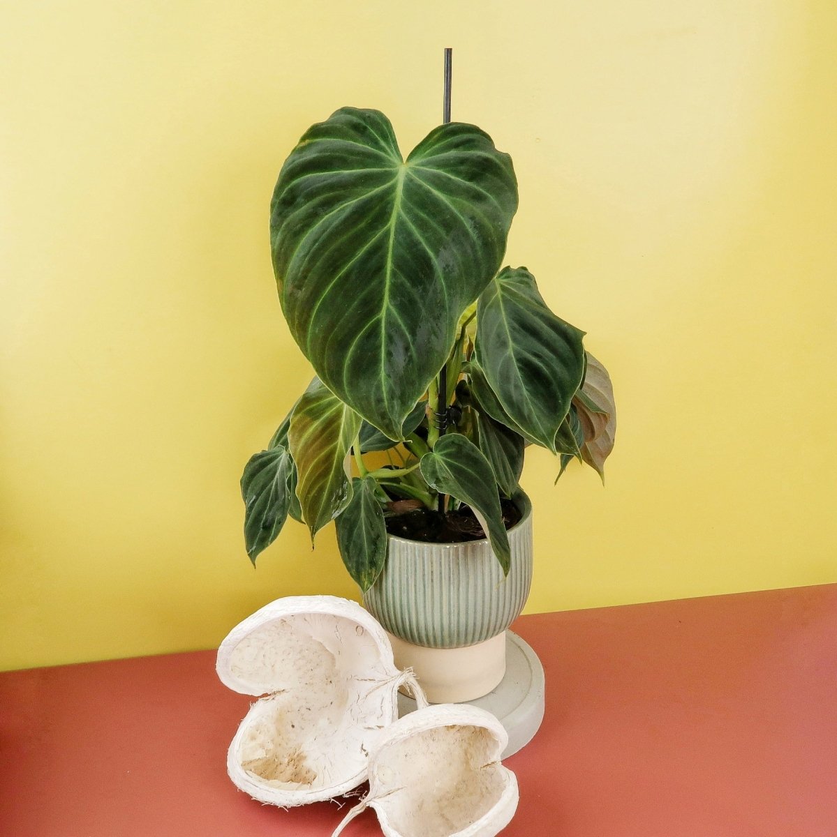 Philodendron Splendid – Ansicht 7