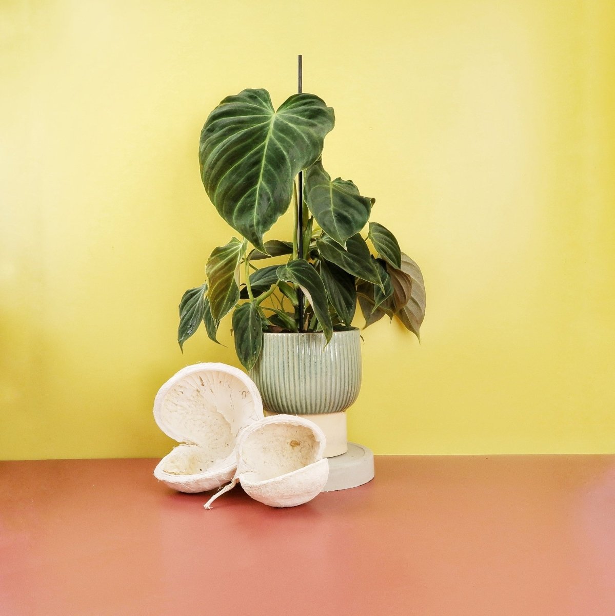 Philodendron Splendid – Ansicht 6