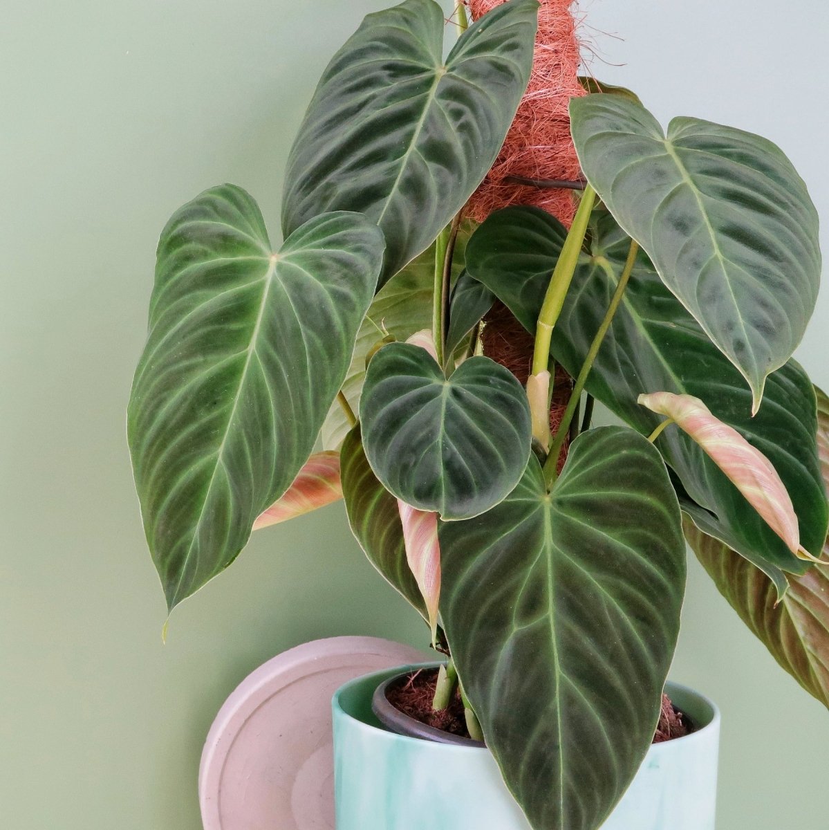 Philodendron Splendid, pflegeleichte Zimmerpflanze