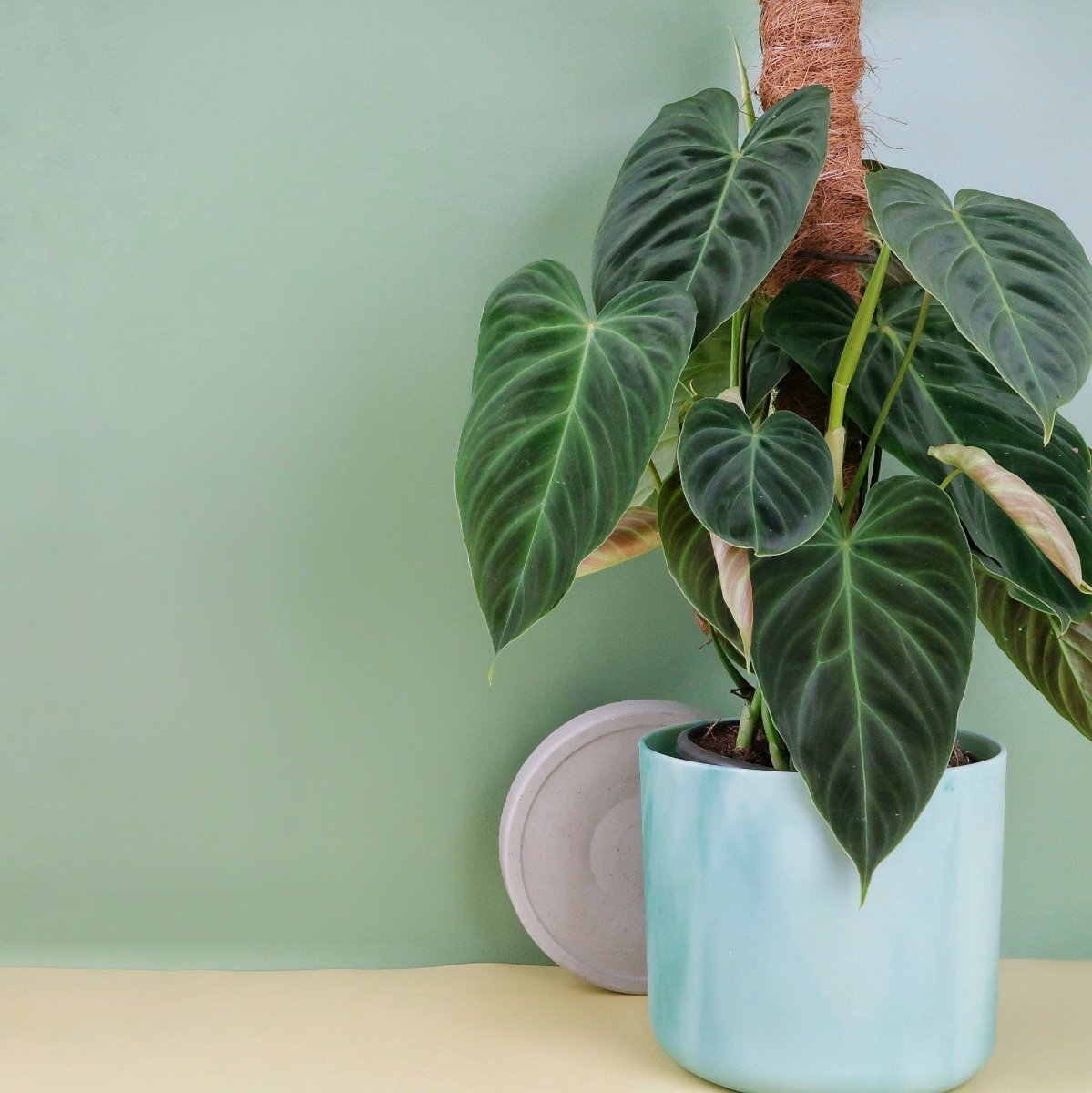 Philodendron Splendid, tiefe Grüntöne mit kunstvoller Musterung