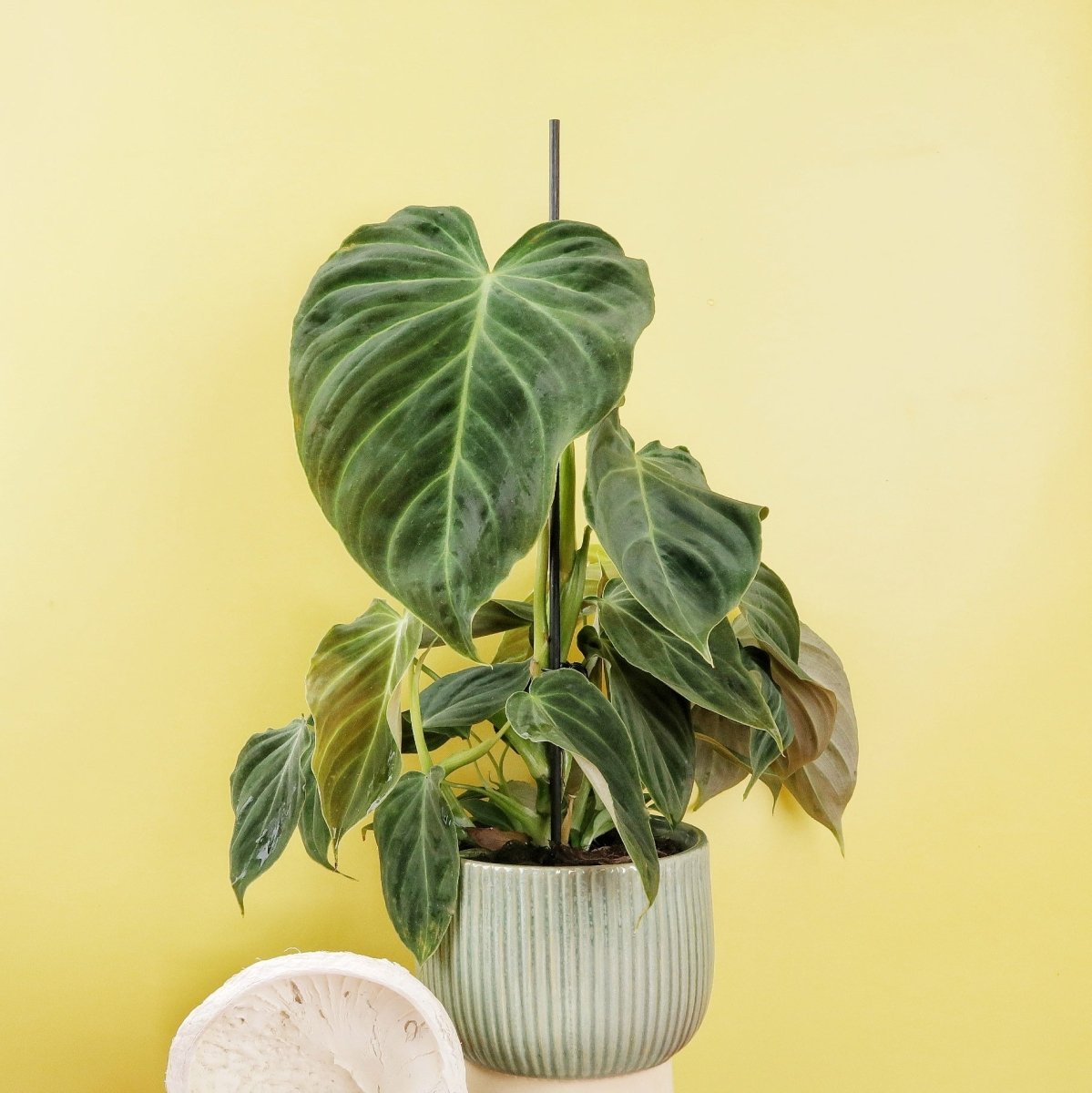 Philodendron Splendid – Ansicht 10