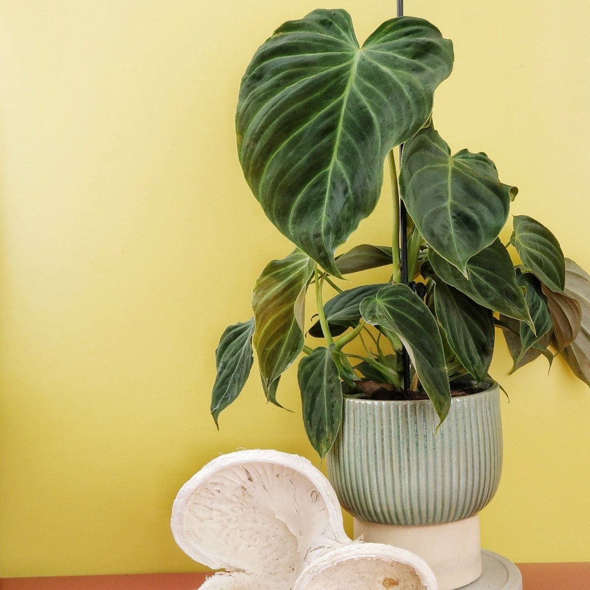 Philodendron Splendid – Ansicht 9