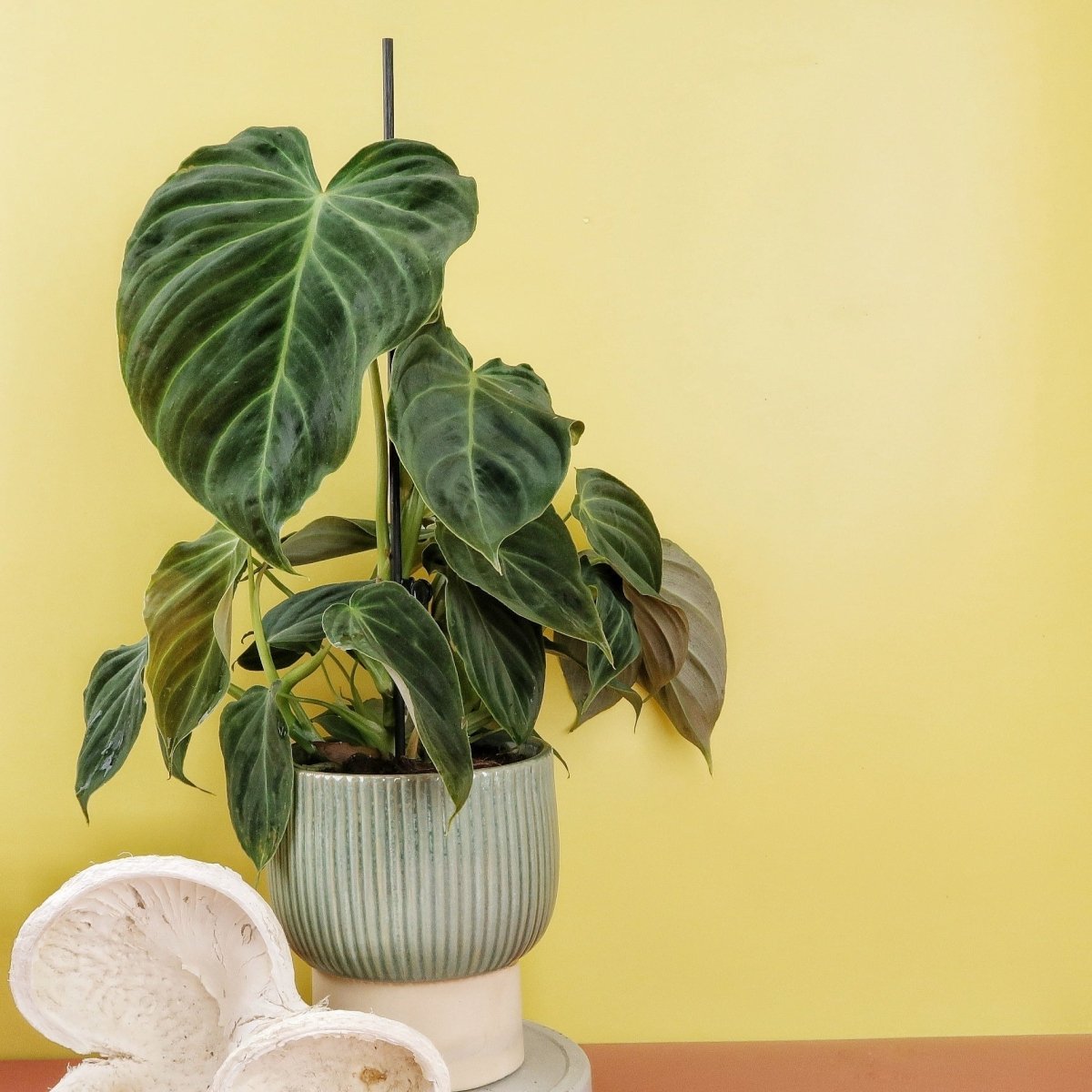 Philodendron Splendid – Ansicht 8