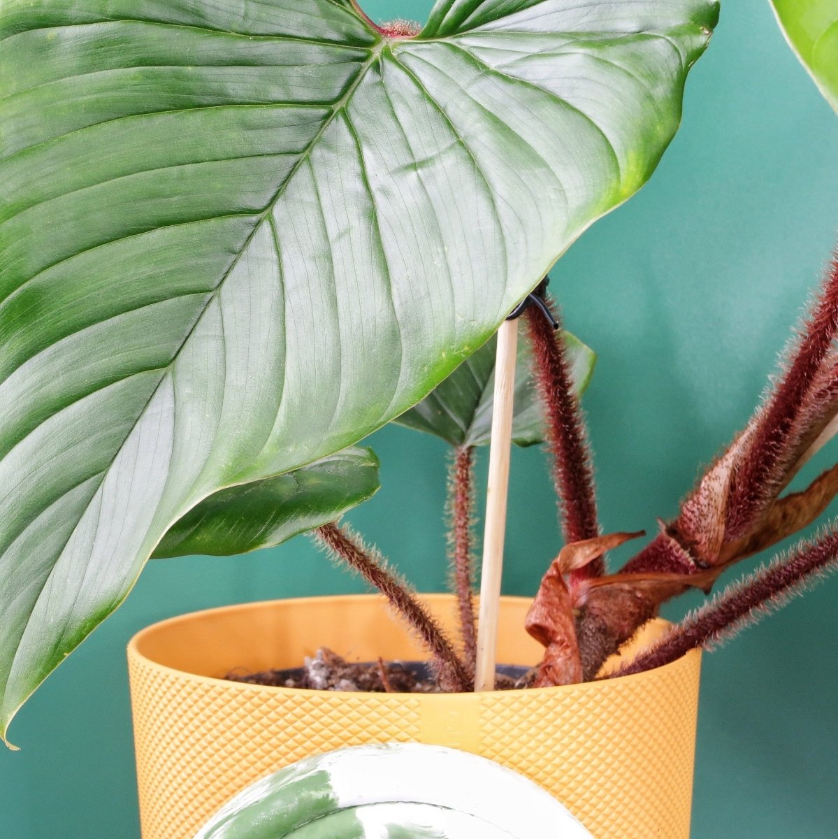 Philodendron Squamicaule, unverwechselbare Blattform