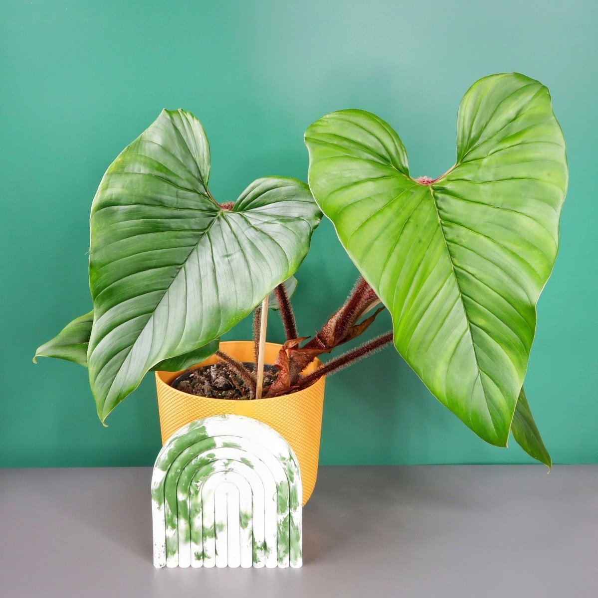 Philodendron Squamicaule – Ansicht 7